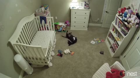 Secret nursery cam captures dog joyfully sneaking into baby's room and dancing