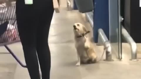 Dog says goodbye to everyone who leaves the store!