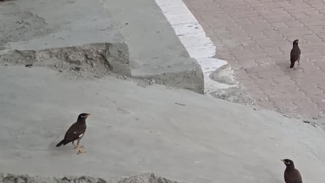these bird come to my shop to meet me.