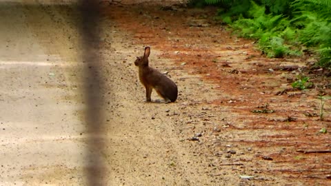 Rabbit