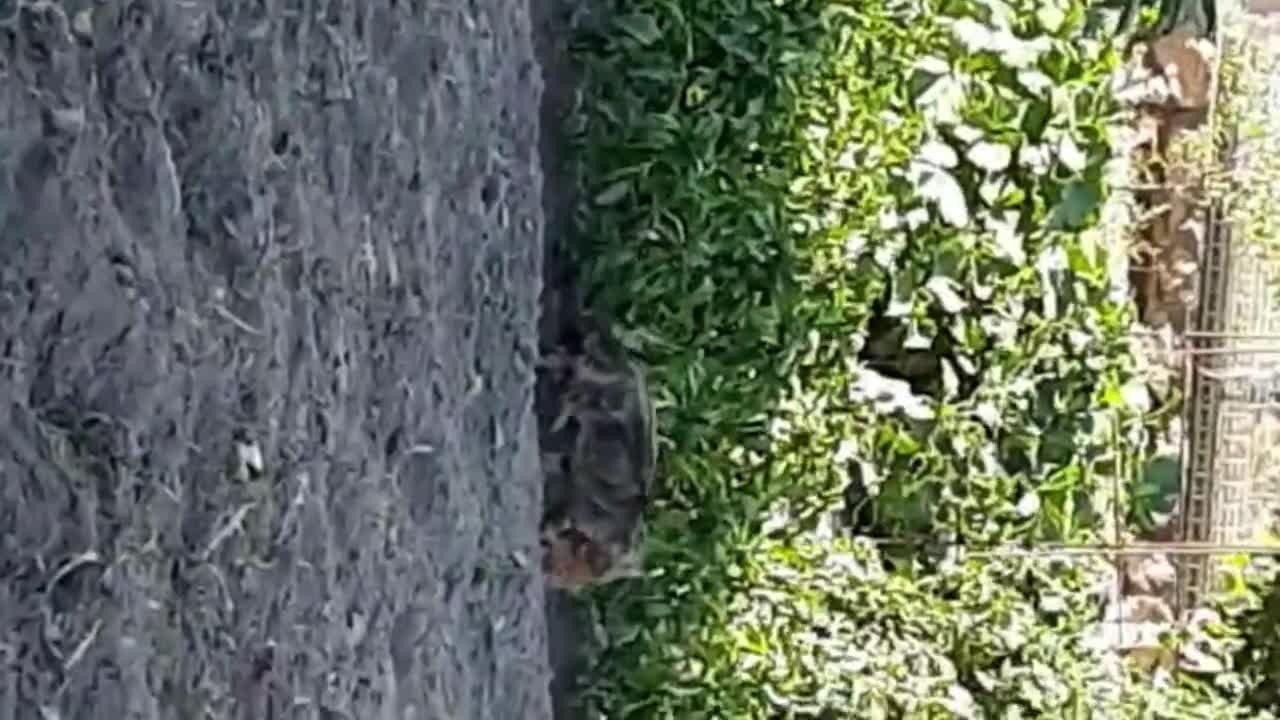 Mommy Cat Takes Really Good Care of her Kitten #2