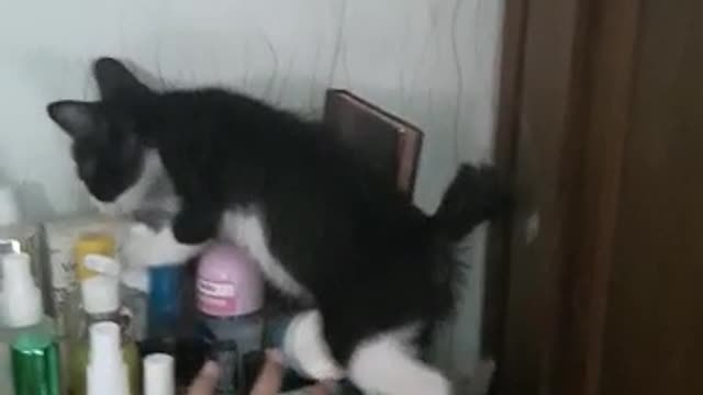 two cats fighting on the dresser making it scatter