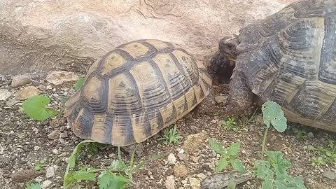 A Turtle and His Little in the Forest