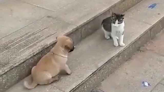 Cute cat and Dog fight Funny Video