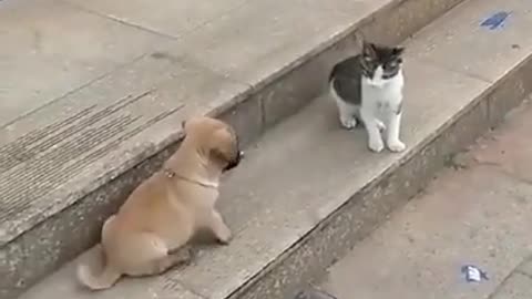 Cute cat and Dog fight Funny Video