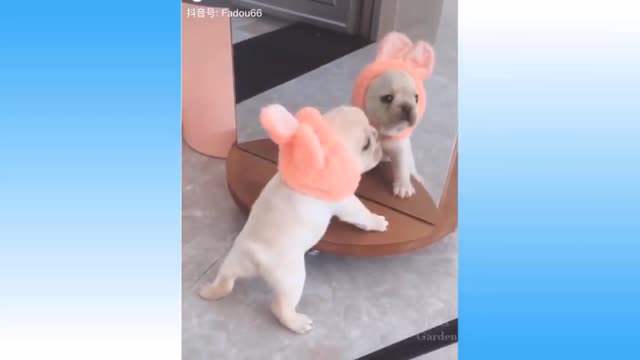 Top Funny Cat Dog Videos of The Weekly