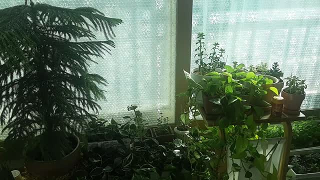House garden!