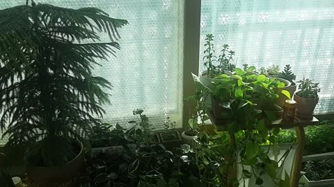 House garden!