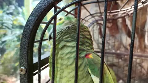 Close up amazing green parrot in a cage. Tropical bird in a cage