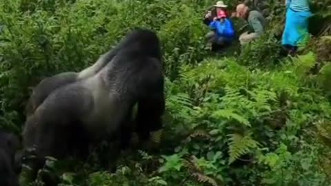 gorilla watching people