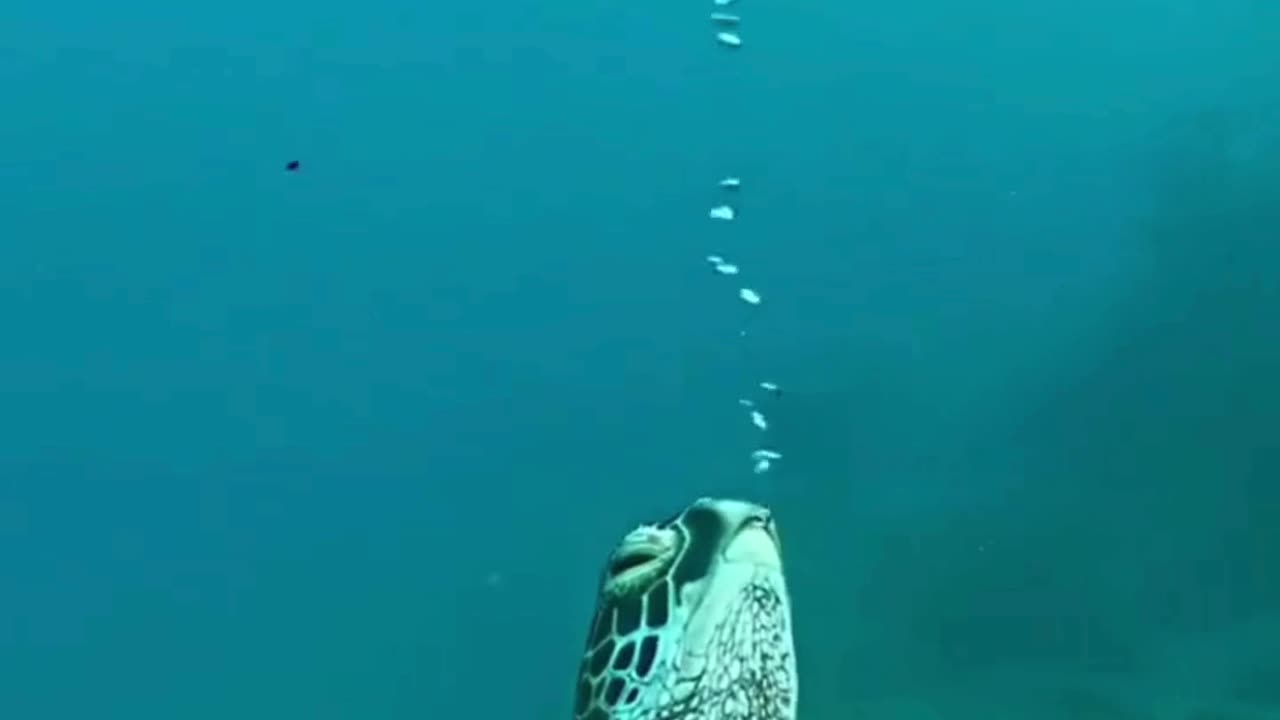 The mysterious underwater world
