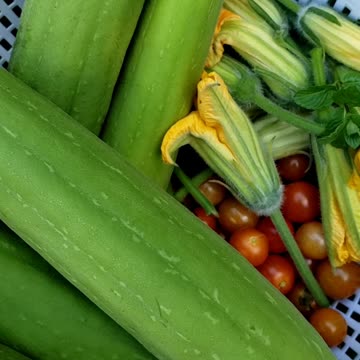 Harvesting Loofah or Luffa Vegetables