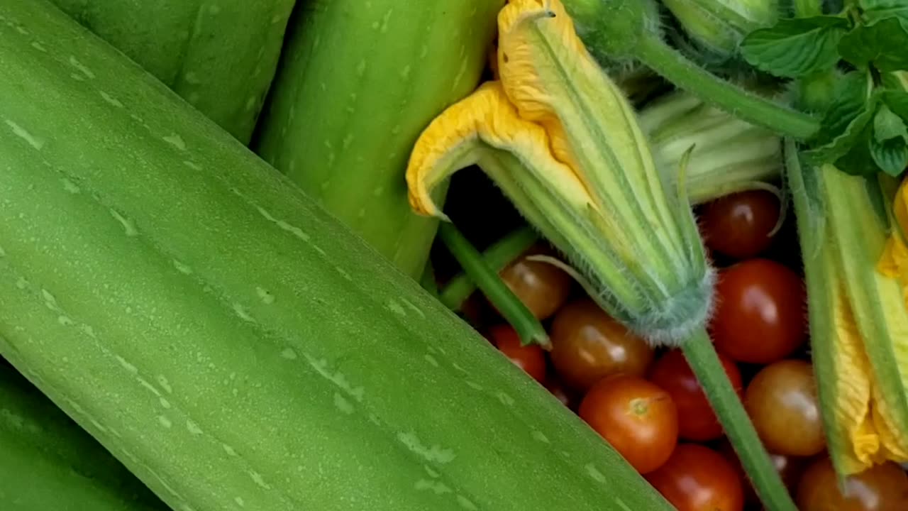 Harvesting Loofah or Luffa Vegetables