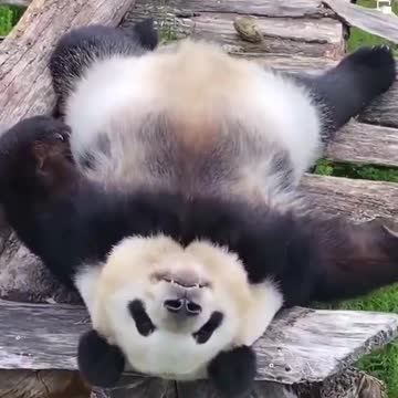 Scavino on Facebook.