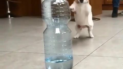 Funny Dog Videos 2021 It's time to LAUGH with Dog's life226