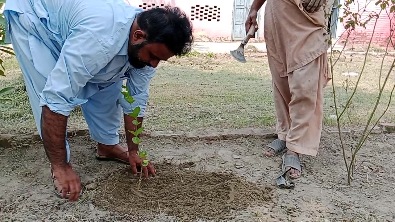 Plantation in School.