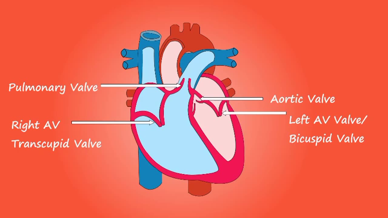 structure of heart or anatomy of heart and blood vessels #cardiology