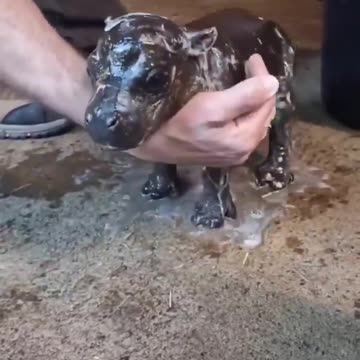 hippo has a bath.mp4