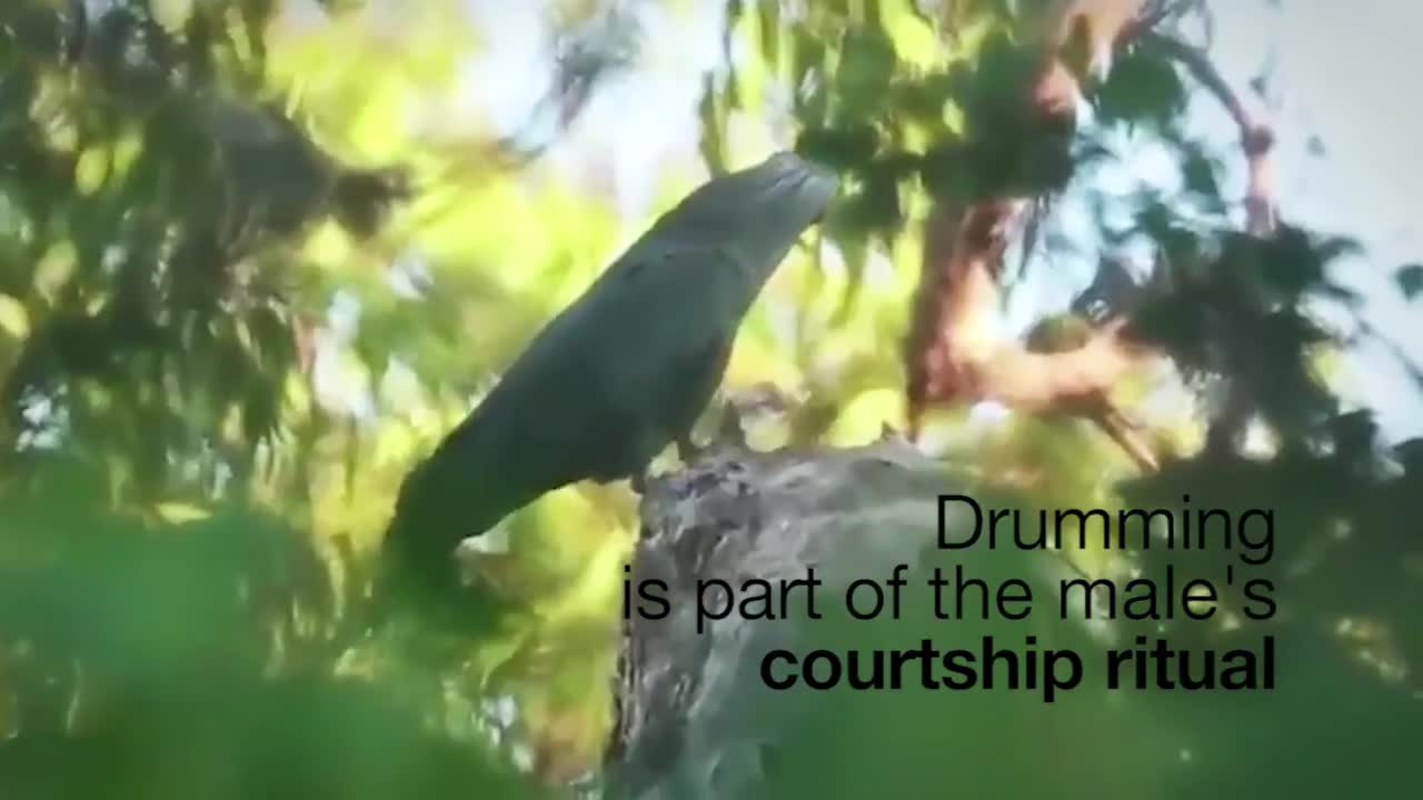 Cockatoo beats drum like a pro🤗 let's rock n roll!!!
