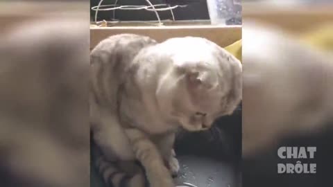 Trying Not To Laugh & Laughing Cat Video #2