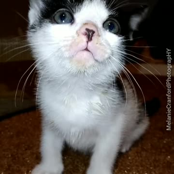 Happy Panda the Kitten