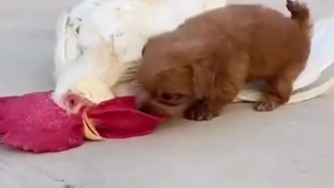 playing puppy video