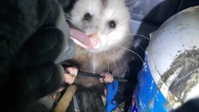 Feeding a visiting Virginia Opossum in my outdoor grill.