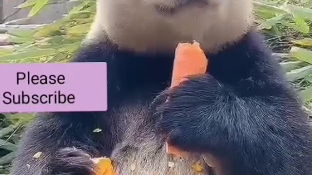 The Bear Panda eat food for funny.. what a great life..