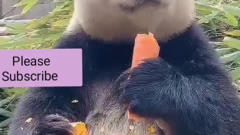 The Bear Panda eat food for funny.. what a great life..