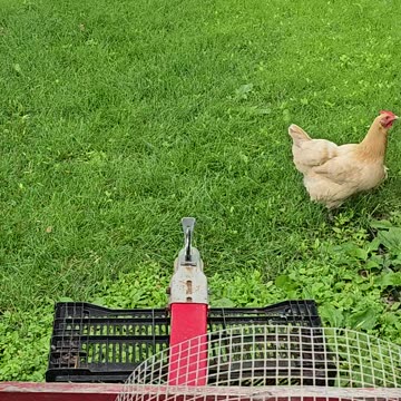 OMC! Chickens are cute - Chickens are funny! #chickens #cute #funny #hens #shorts #backyardchickens