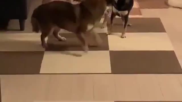 Cute dogs funny dance