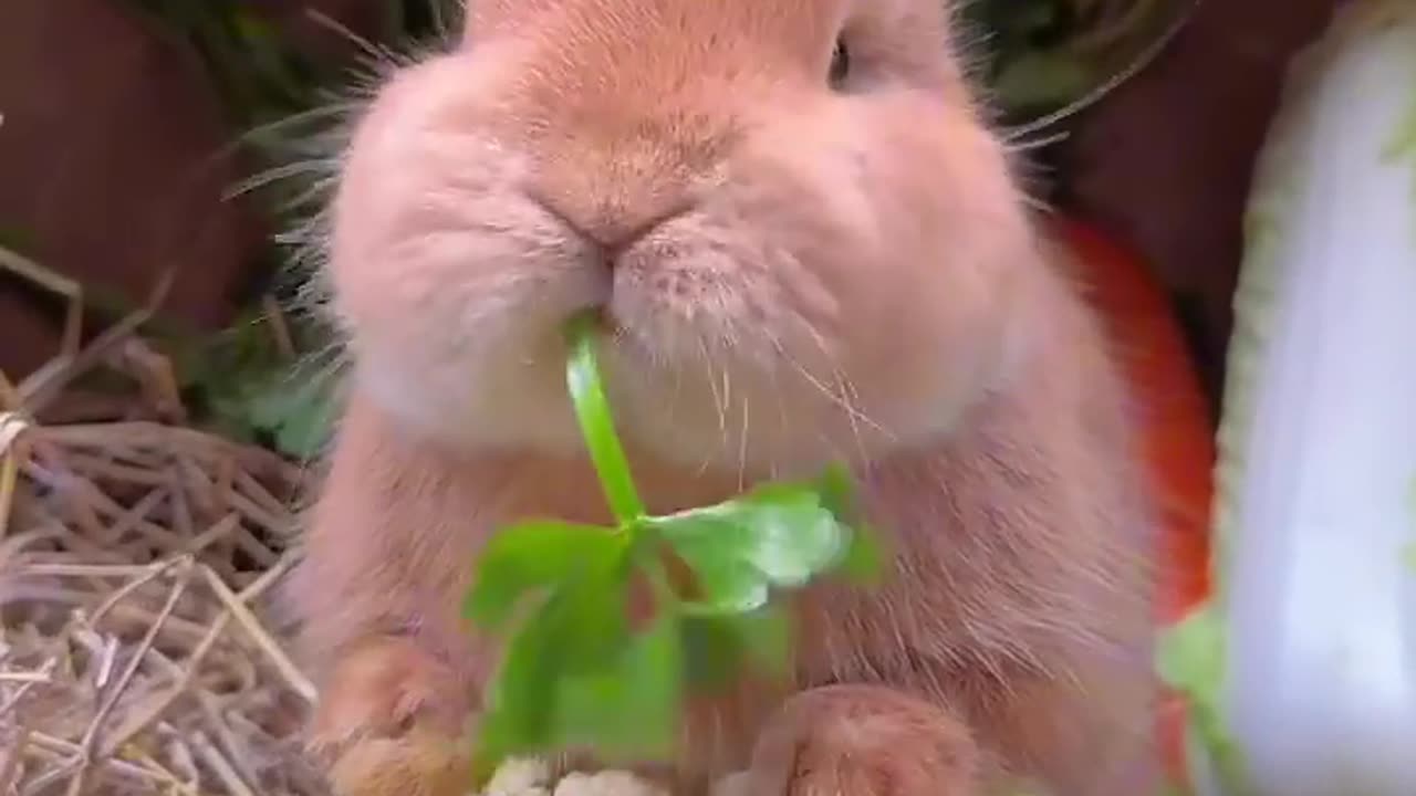 Cute_big-faced_rabbit_who_loves_to_eat_vegetables._Rabbit._Cute_little_garden_pe