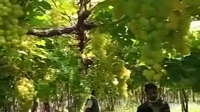 Grapes farmed