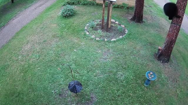 Tiny Dog Chases Bear up Tree