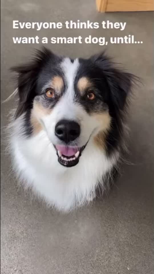 Everyone wants a smart dog until..