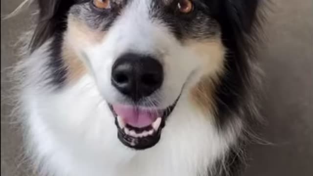 Everyone wants a smart dog until..