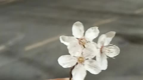 what a nice flower