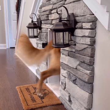 My dog put his house on Airbnb! #dog #doghouse