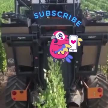 Grapes Harvest, Amazing New Agriculture Technology #shorts