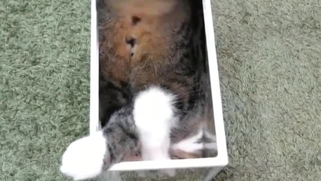 Cat and box