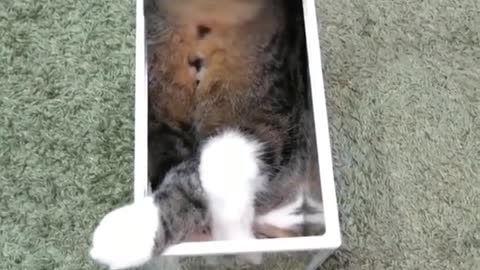 Cat and box