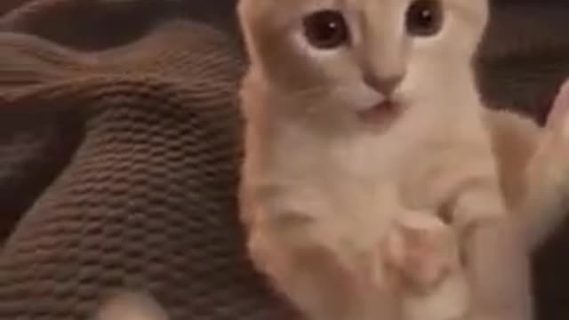 Cute cat tried to calm tail down