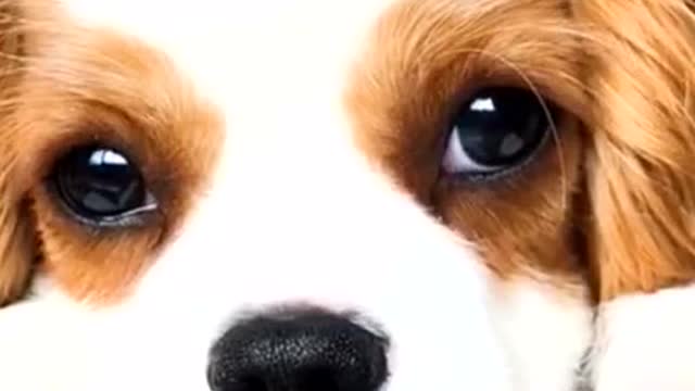 I’m waiting for you to come back home🐶when you will you be back?