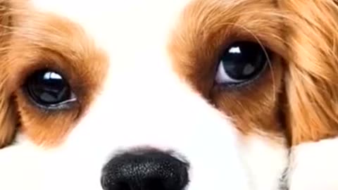 I’m waiting for you to come back home🐶when you will you be back?