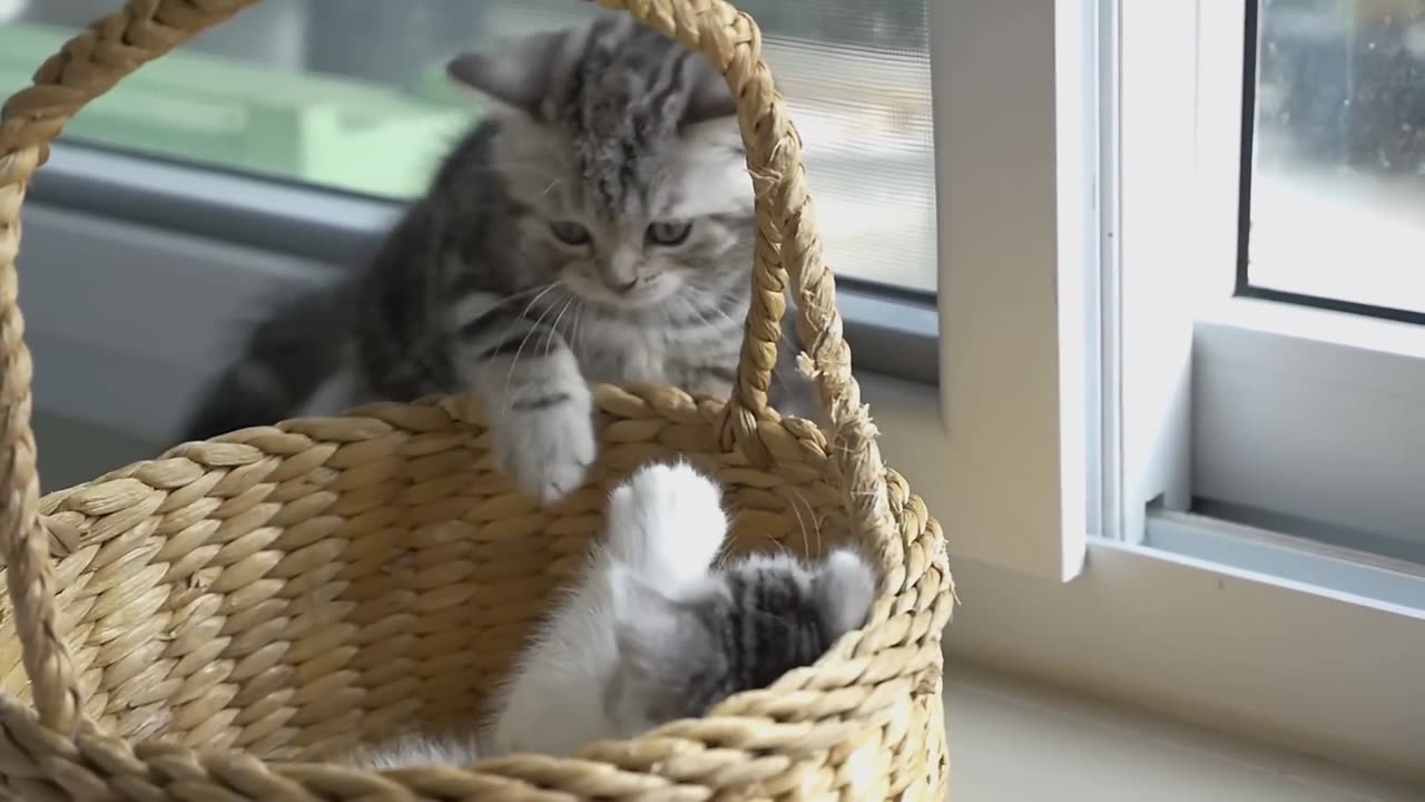 Videos of BABY KITTENS 😻 Cute and Funny Cats!