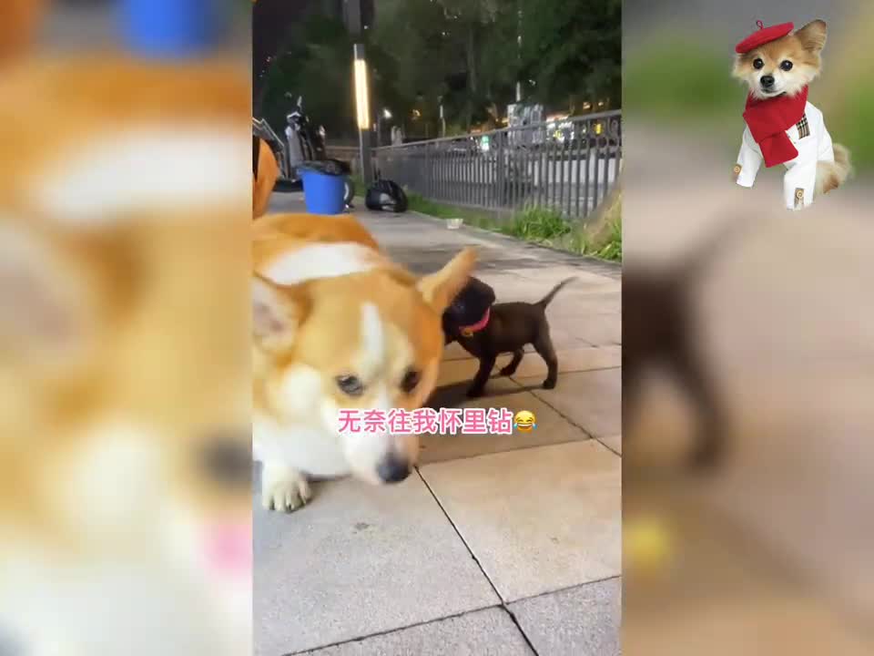 Funny dogs and cute moment - Compilation of Videos of Cute Puppy ,beautiful and Funny