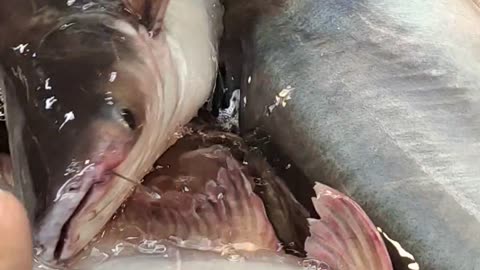 Big Pangas Fish Nice Video In Fish Market#shorts