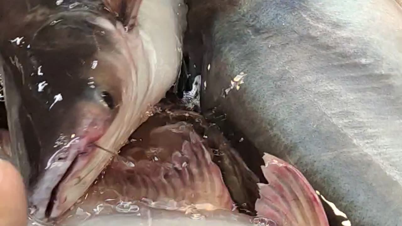 Big Pangas Fish Nice Video In Fish Market#shorts