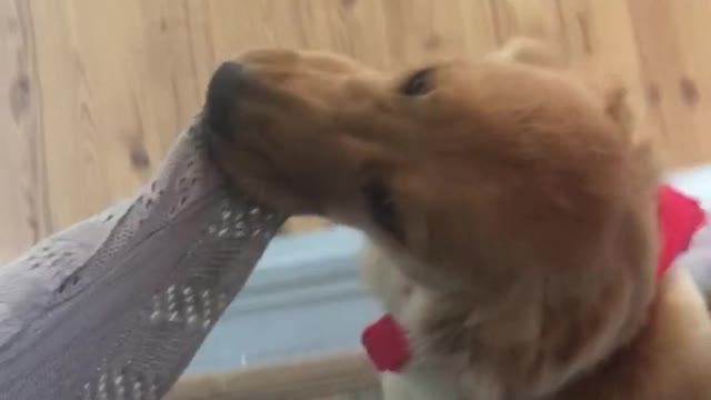 Dog humorously leads owner to door to go outside