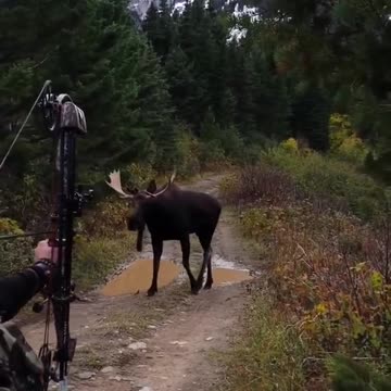 I don't understand how he can hunt this rare Montana Shiras